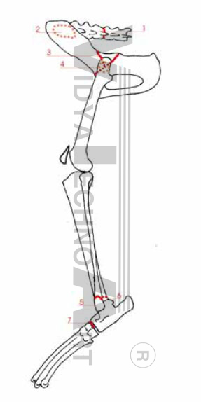 Fracture chart